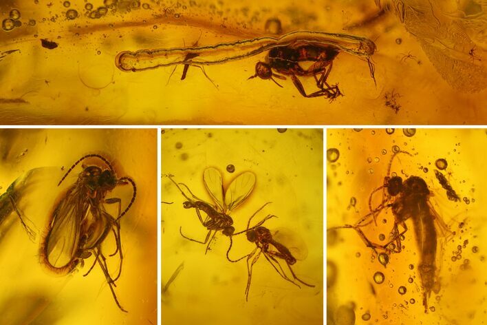 Eight Fossil Flies (Diptera) In Baltic Amber #207513